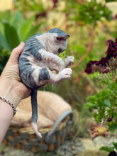 Load image into Gallery viewer, NOT AVAILABLE  Full body silicone sphinx kitten