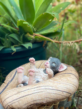 Load image into Gallery viewer, NOT AVAILABLE  Full body silicone sphinx kitten