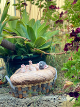 Load image into Gallery viewer, NOT AVAILABLE  Full body silicone sphinx kitten