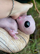Load image into Gallery viewer, CUSTOM Full body silicone fantasy alien baby girl 12”