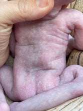 Load image into Gallery viewer, CUSTOM Full body silicone fantasy alien baby girl 12”