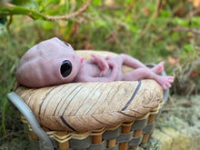 Load image into Gallery viewer, CUSTOM Full body silicone fantasy alien baby girl 12”