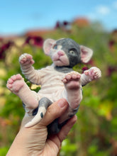 Load image into Gallery viewer, NOT AVAILABLE  Full body silicone sphinx kitten