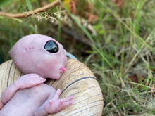 Load image into Gallery viewer, CUSTOM Full body silicone fantasy alien baby girl 12”