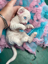 Load image into Gallery viewer, NOT AVAILABLE  Full body silicone white sphinx kitten