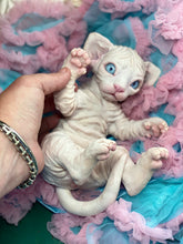 Load image into Gallery viewer, NOT AVAILABLE  Full body silicone white sphinx kitten
