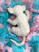 Load image into Gallery viewer, NOT AVAILABLE  Full body silicone white sphinx kitten
