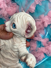 Load image into Gallery viewer, NOT AVAILABLE  Full body silicone white sphinx kitten