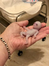 Load image into Gallery viewer, AVAILABLE full body silicone fantasy mini kit Leo( baby boy) in super soft blend glow in the dark- project “I exist!”