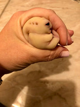 Load image into Gallery viewer, AVAILABLE Prototype full body silicone mini alien (alien fetus)