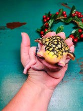 Load image into Gallery viewer, AVAILABLE Full body fantasy silicone baby Iedel