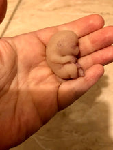 Load image into Gallery viewer, AVAILABLE very soft full body silicone mini baby Gio in super soft blend with 3D skin effect - project “I exist!”