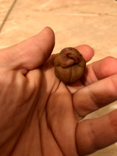 Load image into Gallery viewer, CUSTOM full body silicone mini baby Gio in super soft blend with 3D skin effect - project “I exist!”