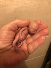 Load image into Gallery viewer, Custom full body silicone mini kit Leo (baby boy) in super super soft blend #3- project “I exist!”