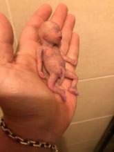 Load image into Gallery viewer, Custom full body silicone mini kit Leo (baby boy) in super super soft blend #3- project “I exist!”