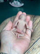 Load image into Gallery viewer, AVAILABLE full body silicone mini kit Leo( baby boy) in super soft blend with 3D skin effect - project “I exist!”