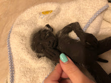 Load image into Gallery viewer, Full body silicone mini baby monkey in marshmallow soft blend