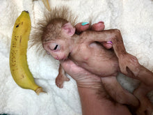 Load image into Gallery viewer, Full body silicone mini baby monkey in marshmallow soft blend