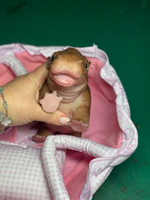 Load image into Gallery viewer, AVAILABLE Full body silicone baby Hippo
