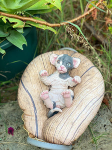 NOT AVAILABLE  Full body silicone sphinx kitten