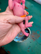Load image into Gallery viewer, AVAILABLE full body silicone mini baby Lucas in soft blend asleep bald
