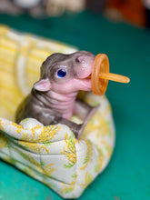 Load image into Gallery viewer, CUSTOM Full body silicone baby Hippo
