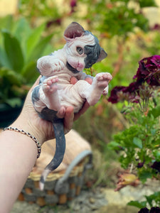NOT AVAILABLE  Full body silicone sphinx kitten
