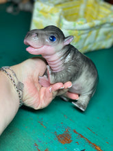 Load image into Gallery viewer, CUSTOM Full body silicone baby Hippo
