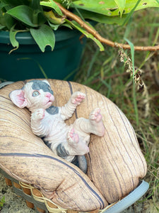 NOT AVAILABLE  Full body silicone sphinx kitten