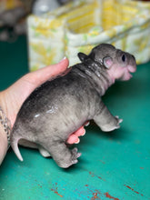 Load image into Gallery viewer, CUSTOM Full body silicone baby Hippo
