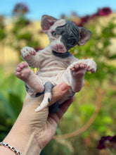 Load image into Gallery viewer, NOT AVAILABLE  Full body silicone sphinx kitten
