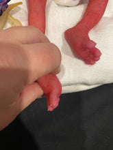 Load image into Gallery viewer, AVAILABLE AWARD WINNING Prototype full body Silicone premature baby doll Amelia (baby girl ) in soft blend with HAIR
