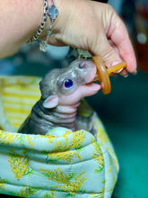 Load image into Gallery viewer, CUSTOM Full body silicone baby Hippo
