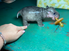Load image into Gallery viewer, CUSTOM Full body silicone baby Hippo
