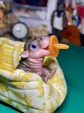 Load image into Gallery viewer, CUSTOM Full body silicone baby Hippo
