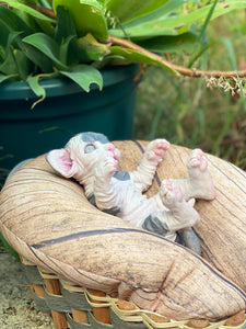 NOT AVAILABLE  Full body silicone sphinx kitten