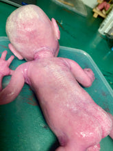 Load image into Gallery viewer, CUSTOM Full body silicone baby boy crier 12&quot; ROOTED
