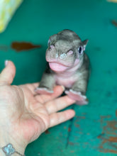 Load image into Gallery viewer, CUSTOM Full body silicone baby Hippo
