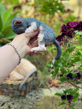 Load image into Gallery viewer, NOT AVAILABLE  Full body silicone sphinx kitten
