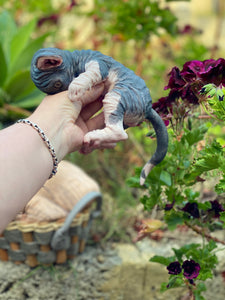 NOT AVAILABLE  Full body silicone sphinx kitten