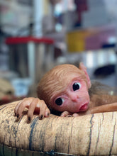 Load image into Gallery viewer, Full body silicone baby monkey Bibi in super soft marshmallow blend
