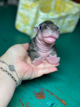 Load image into Gallery viewer, CUSTOM Full body silicone baby Hippo
