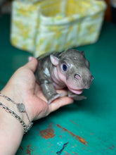 Load image into Gallery viewer, CUSTOM Full body silicone baby Hippo
