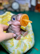 Load image into Gallery viewer, CUSTOM Full body silicone baby Hippo
