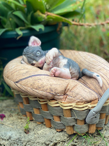 NOT AVAILABLE  Full body silicone sphinx kitten
