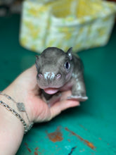 Load image into Gallery viewer, CUSTOM Full body silicone baby Hippo
