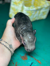 Load image into Gallery viewer, CUSTOM Full body silicone baby Hippo
