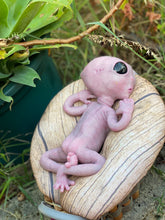 Load image into Gallery viewer, CUSTOM Full body silicone fantasy alien baby girl 12”
