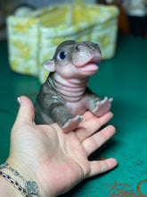 Load image into Gallery viewer, CUSTOM Full body silicone baby Hippo
