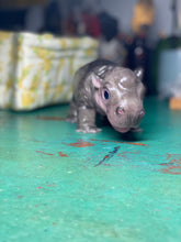 Load image into Gallery viewer, CUSTOM Full body silicone baby Hippo
